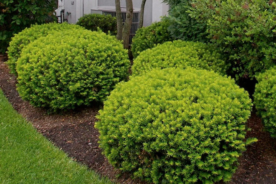 Trimming & Pruning