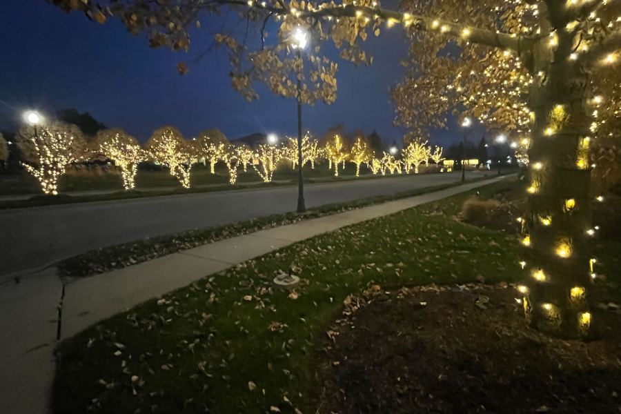 Holiday Decor Trees - Landscaping