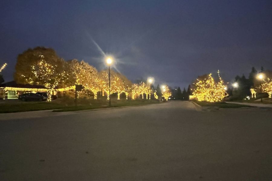 Holiday Decor Trees - Landscaping