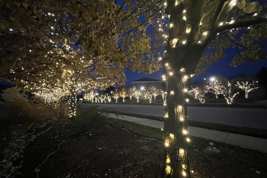 Holiday Decor Trees - Landscaping