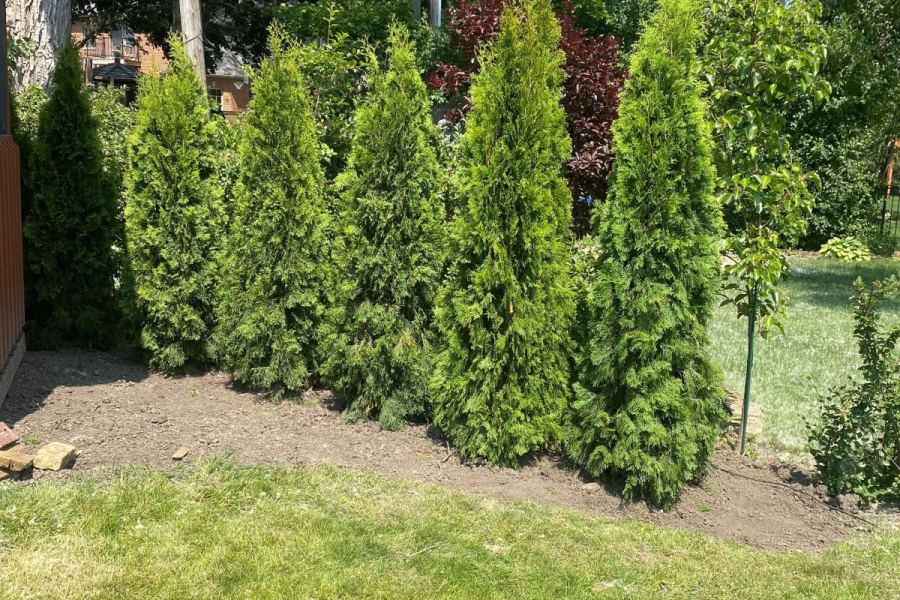 Arborvitae Privacy Hedge Glenview  - Landscaping