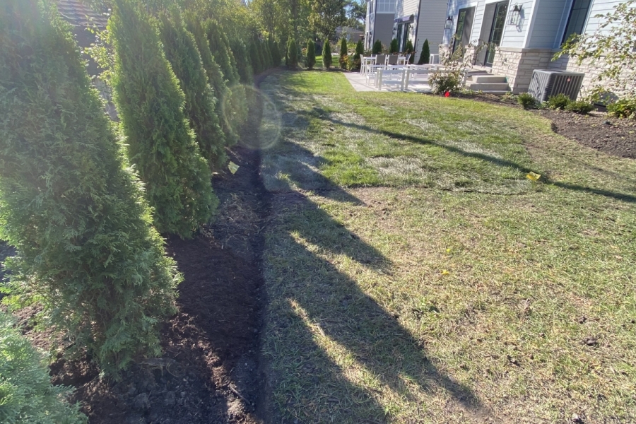 Landscape Installation Arborvitae Privacy Screening in Mount Prospect - Landscaping