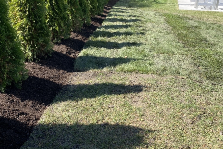 Landscape Installation Arborvitae Privacy Screening in Mount Prospect - Landscaping