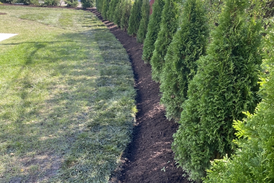 Landscape Installation Arborvitae Privacy Screening in Mount Prospect - Landscaping