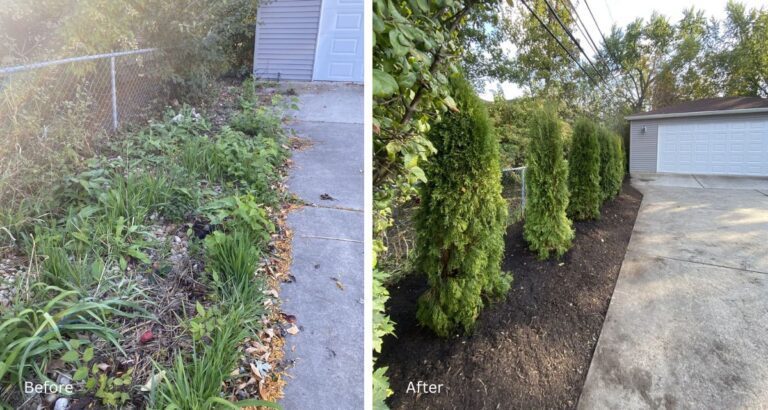 Park Ridge backyard privacy arborvitae installation - Landscaping