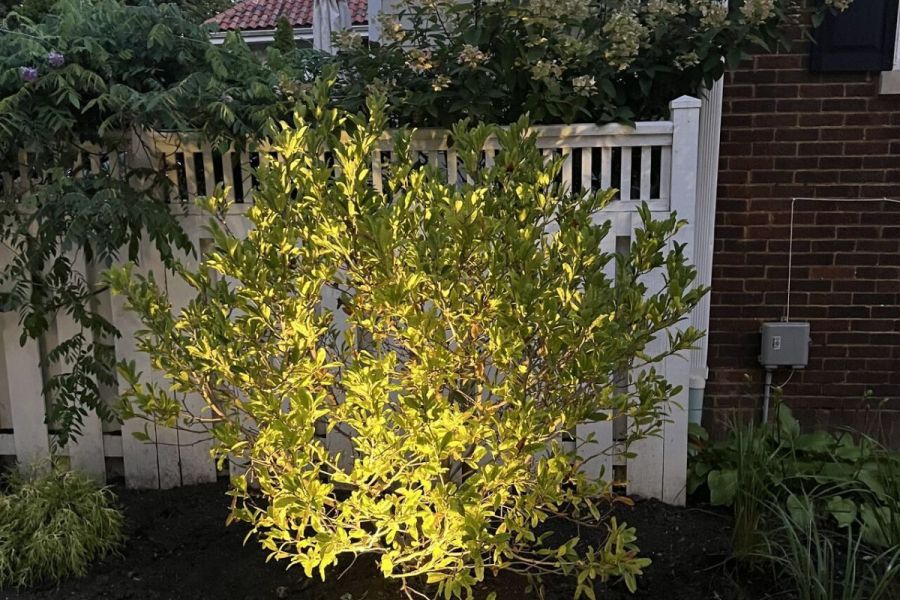 Landscape up Lighting - Landscaping