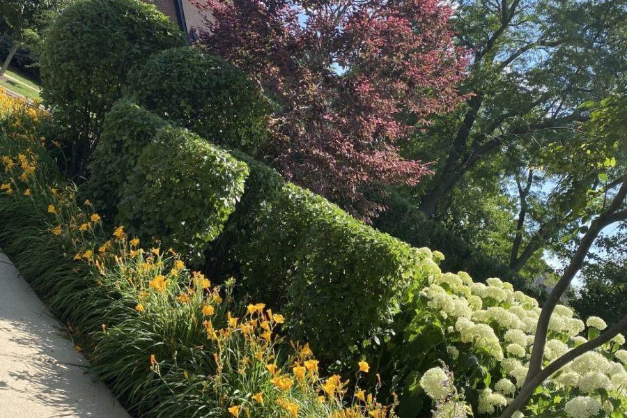 Maintenance Trimming Installation Kenilworth - Landscaping