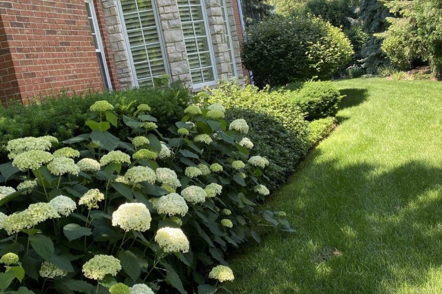 Maintenance Trimming Installation Kenilworth - Landscaping