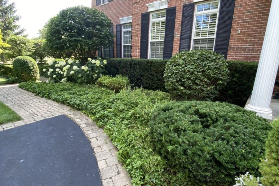 Maintenance Trimming Installation Kenilworth - Landscaping