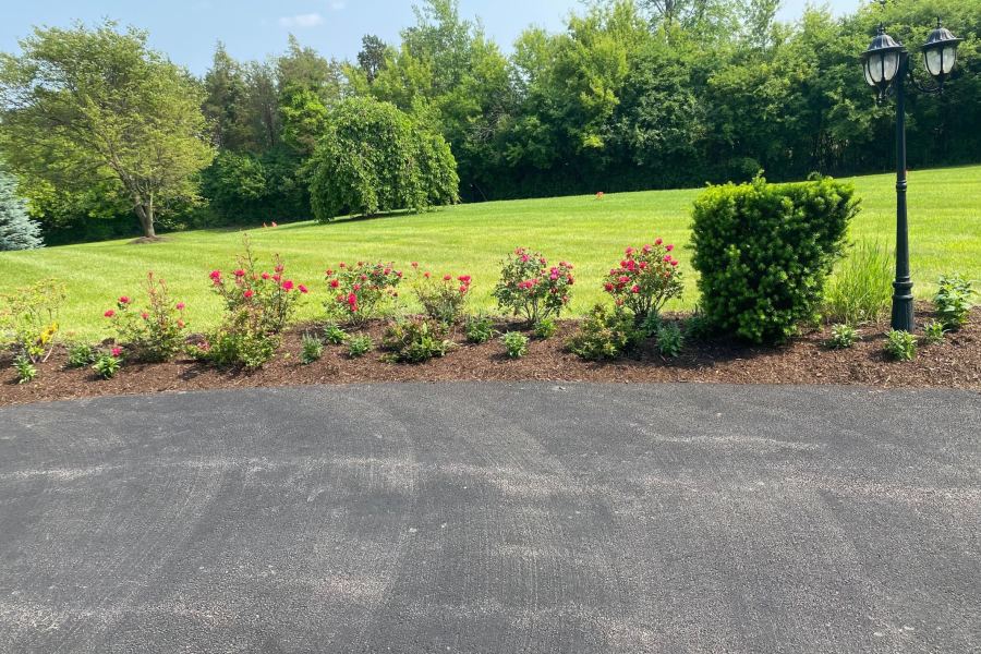 Rose Bush Installation Winnetka - Landscaping