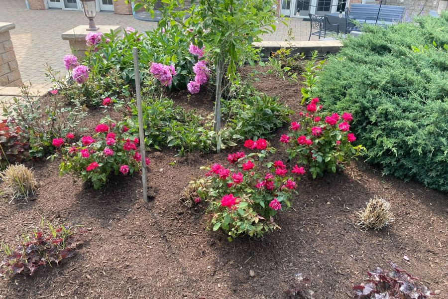 Rose Bushes Installation Winnetka - Landscaping