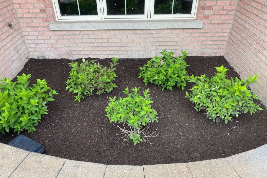 Shrub Installation with Mulch Winnetka - Landscaping