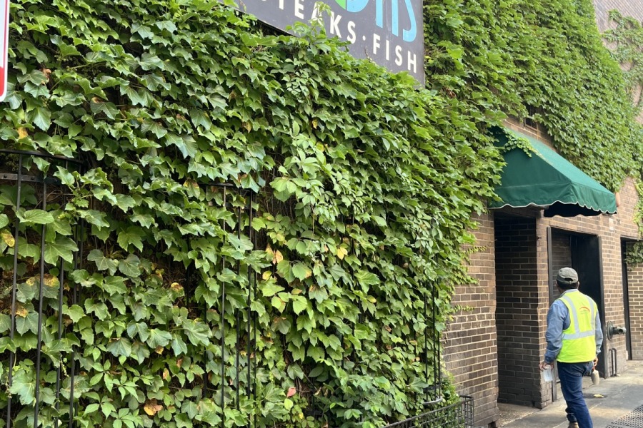 Plantings Ivy Installation Maintenance Northfield  - Landscaping