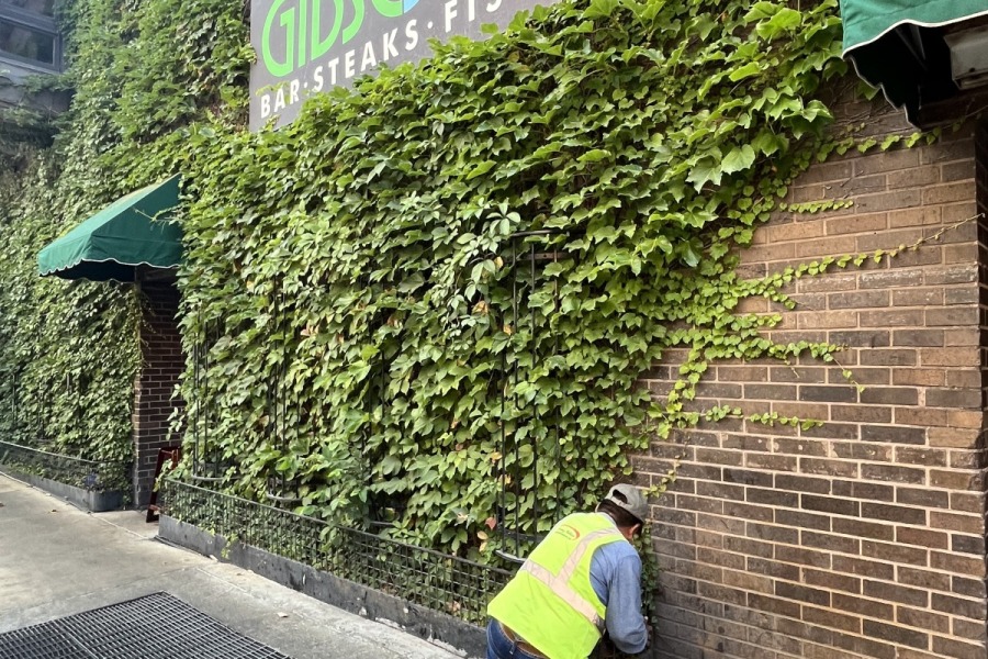 Plantings Ivy Installation Maintenance Northfield  - Landscaping