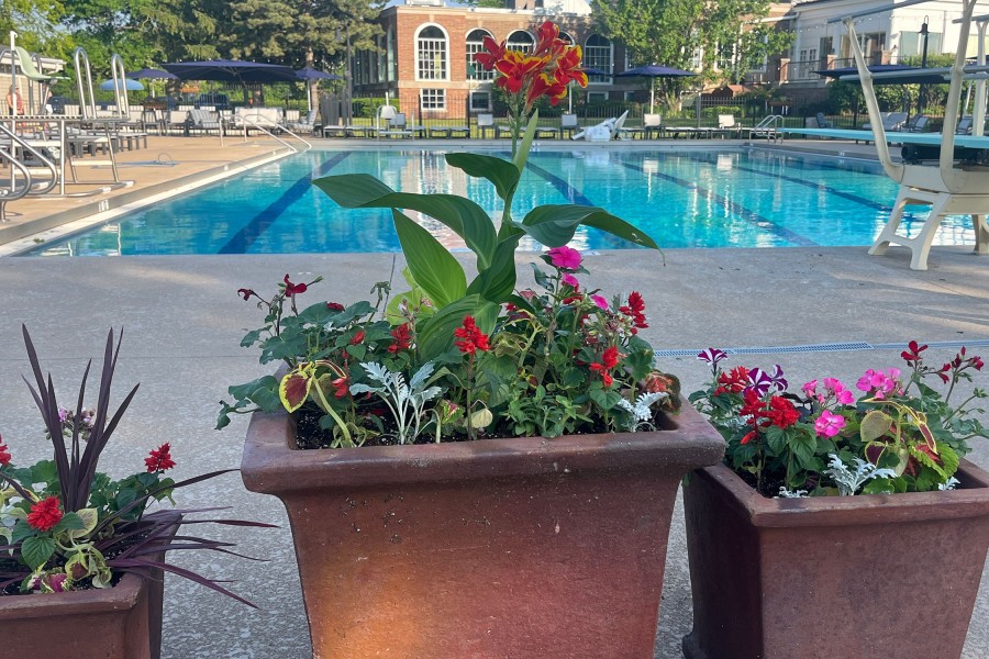 Seasonal Planter bicolor conna salvia pink vinca dusty miller Coleus petunia cortaline Park Ridge - Landscaping