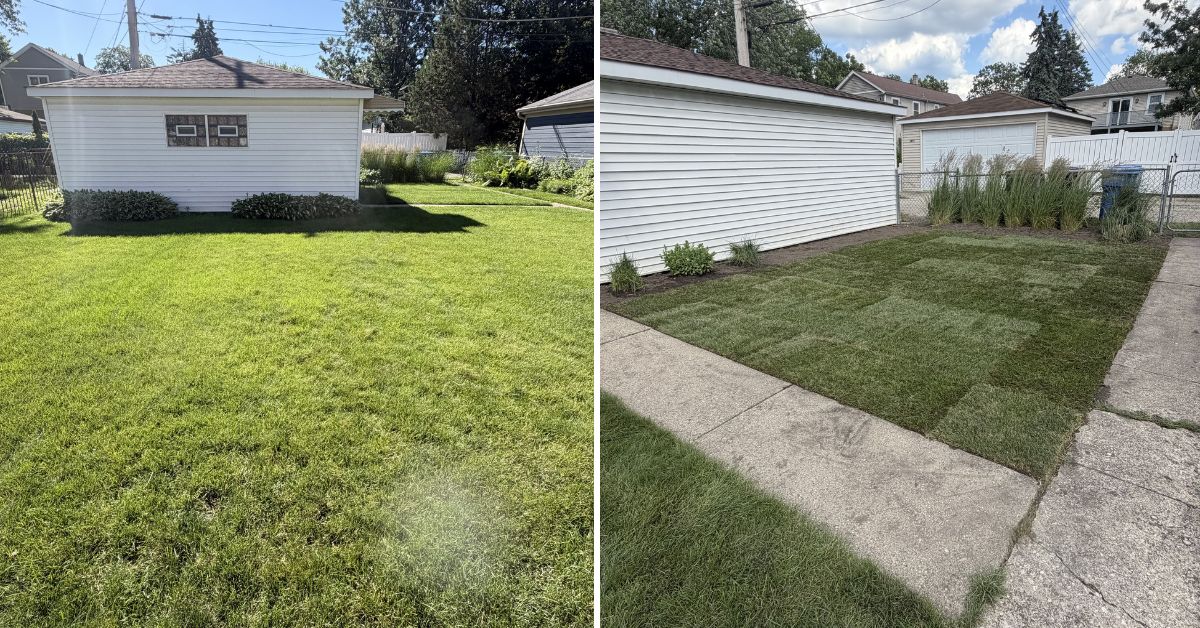 Backyard drainage and grading project in Evanston, IL featuring catch basin installation, solid PVC piping, swale construction, paver restoration, and new Kentucky Bluegrass sod for improved water management.