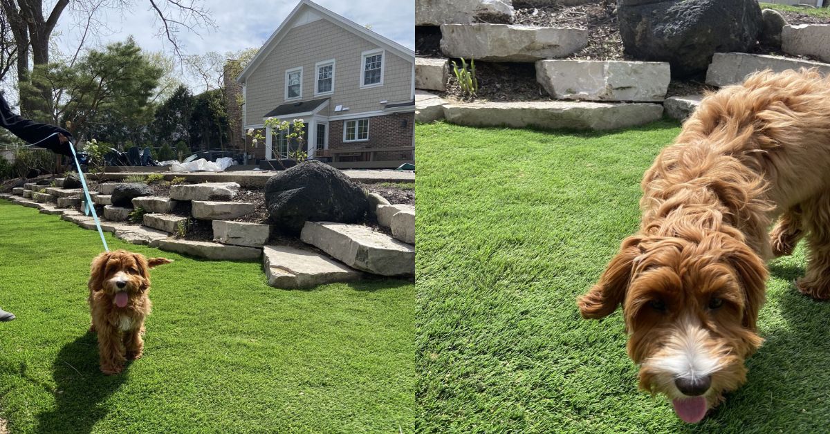 French drain installation with pet-friendly turf in Northbrook IL backyard