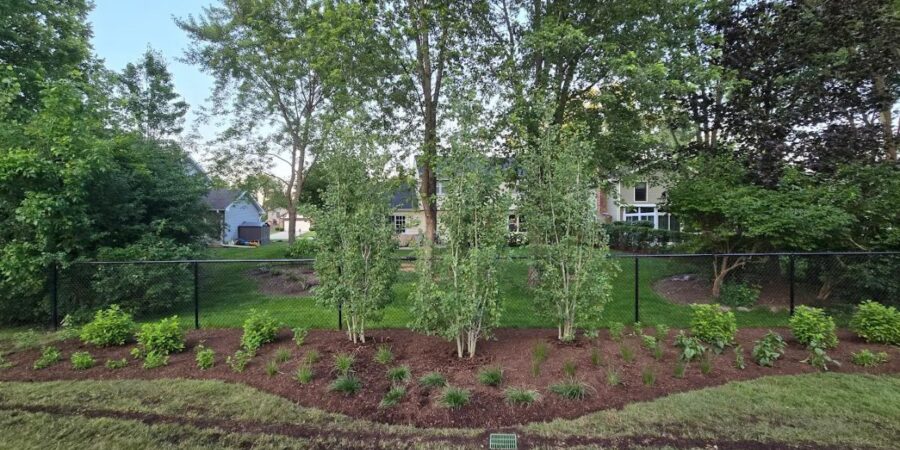 Restored lawn and completed backyard landscape with improved drainage and healthy plantings.