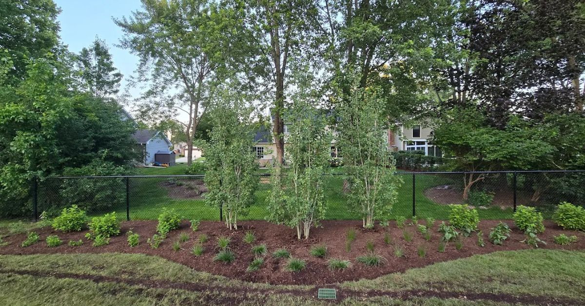 Restored lawn and completed backyard landscape with improved drainage and healthy plantings.