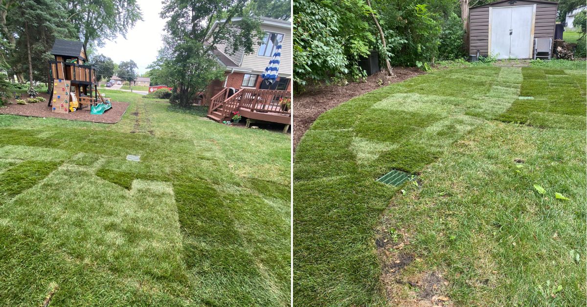 Backyard drainage improvements in Des Plaines, IL with French drains, catch basin, underground PVC piping, grading, and new sod installation.