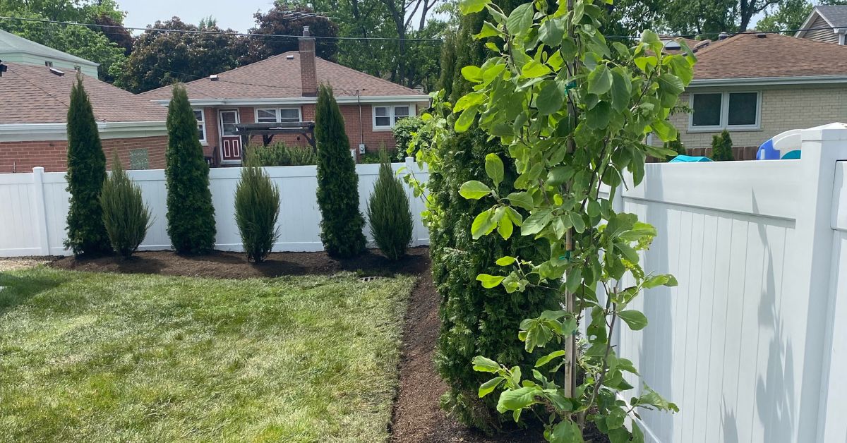 Backyard privacy landscaping project in Chicago with Emerald Arborvitaes and Green Giant evergreens installed along the property line