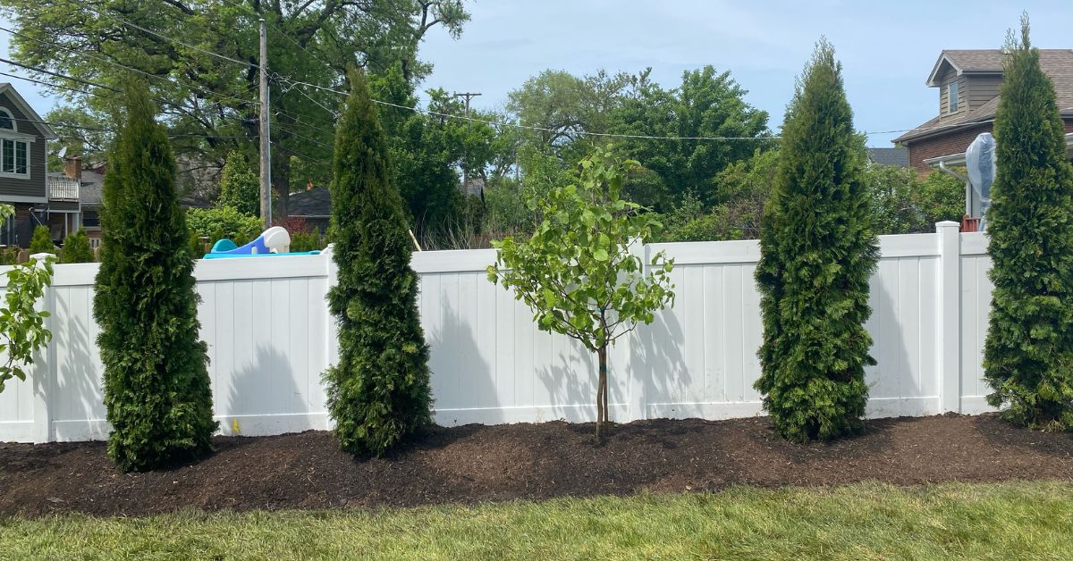 Backyard privacy landscaping project in Chicago with Emerald Arborvitaes and Green Giant evergreens installed along the property line