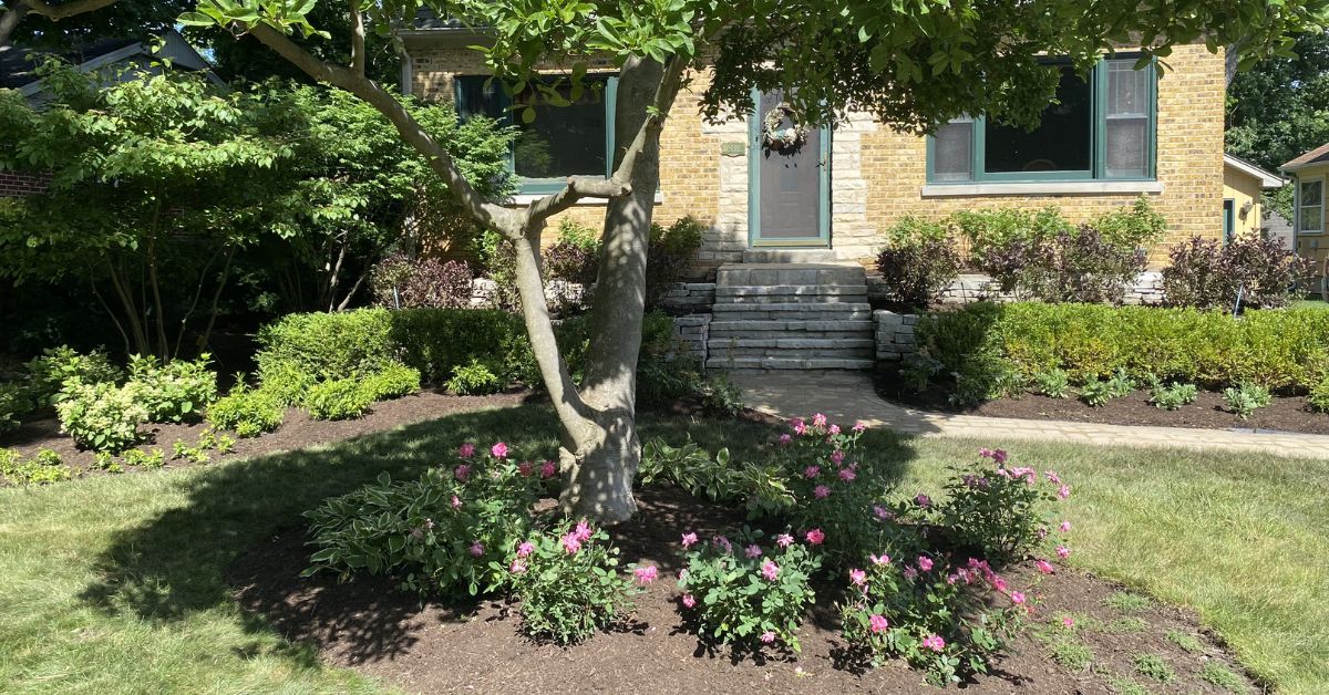 Rebuilt stone retaining wall and landscape installation in Lincolnwood, IL featuring drainage improvements, hydrangeas, boxwoods, ornamental grasses, and perennial plantings.