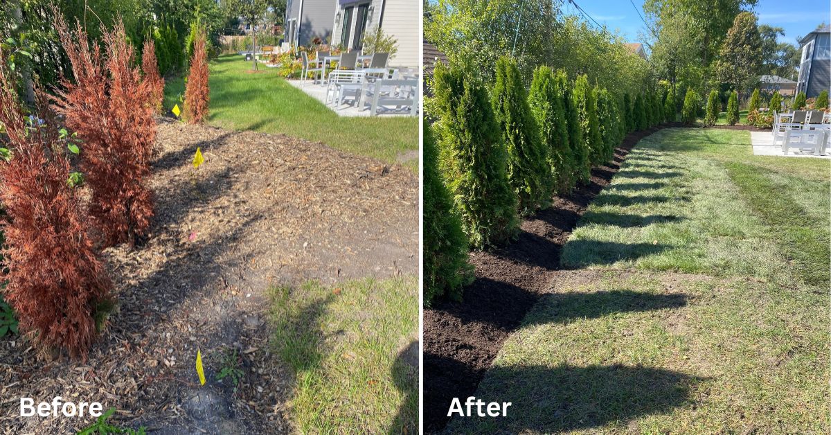 Mount Prospect, IL, landscaping project featuring underground drainage, arborvitae privacy plantings, tree relocation, and concrete sidewalk replacement.
