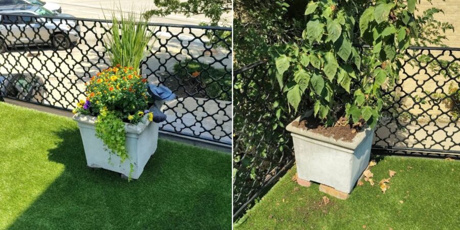 Professional fall planter installation in Arlington Heights, IL featuring colorful mums, pansies, ornamental millet, cabbage or kale, and ivy.