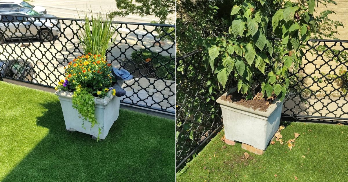 Professional fall planter installation in Arlington Heights, IL featuring colorful mums, pansies, ornamental millet, cabbage or kale, and ivy.
