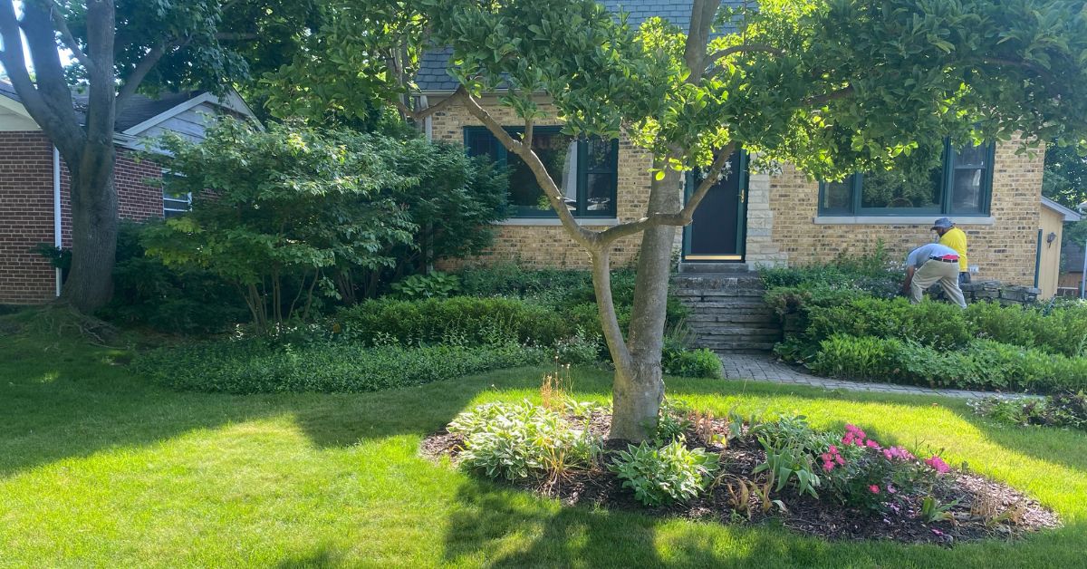 Rebuilt stone retaining wall and landscape installation in Lincolnwood, IL featuring drainage improvements, hydrangeas, boxwoods, ornamental grasses, and perennial plantings.