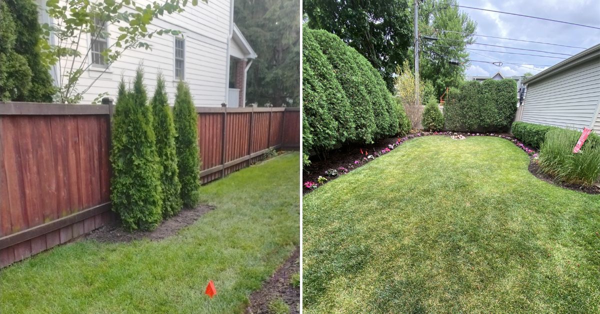 Privacy screening and landscape enhancement project in Wilmette, IL with Arborvitae plantings, flowering shrubs, ornamental trees, and perennial garden installations