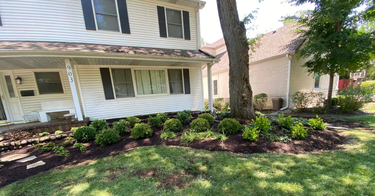 Landscape renovation in Des Plaines, IL with new plantings, Kentucky Bluegrass sod, grading, ledgestone steps, and stone steppers.