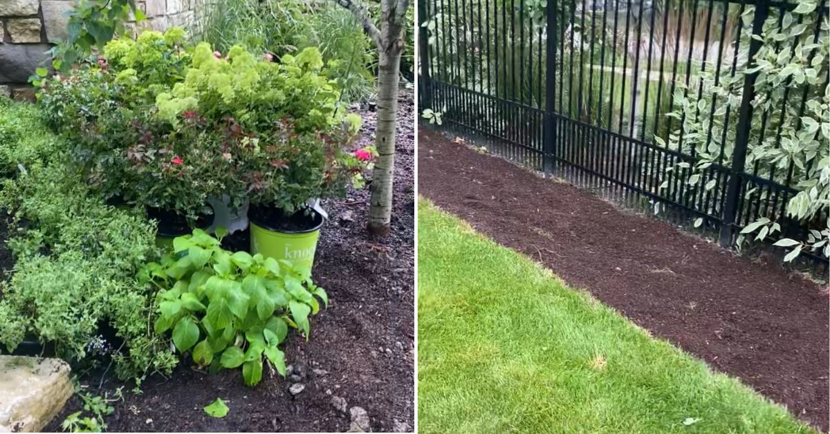 Landscape renovation in Deer Park, IL with Hydrangeas, Roses, Catmint, Coneflowers, tree care, and planting bed improvements.