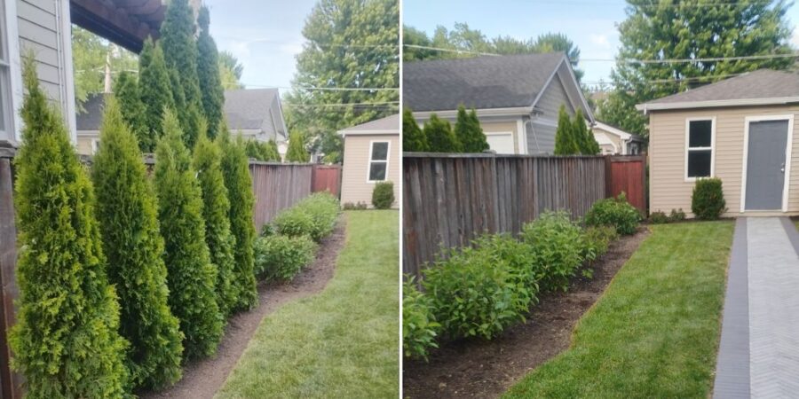 Privacy screening and landscape enhancement project in Wilmette, IL with Arborvitae plantings, flowering shrubs, ornamental trees, and perennial garden installations