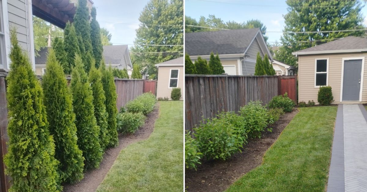Privacy screening and landscape enhancement project in Wilmette, IL with Arborvitae plantings, flowering shrubs, ornamental trees, and perennial garden installations