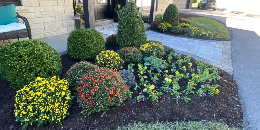 Front yard landscape installation with trimmed boxwood shrubs, colorful flowers, fresh mulch, and stone walkway