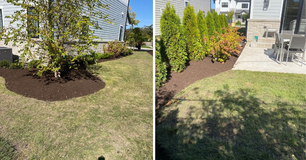 Mount Prospect, IL, landscaping project featuring underground drainage, arborvitae privacy plantings, tree relocation, and concrete sidewalk replacement.