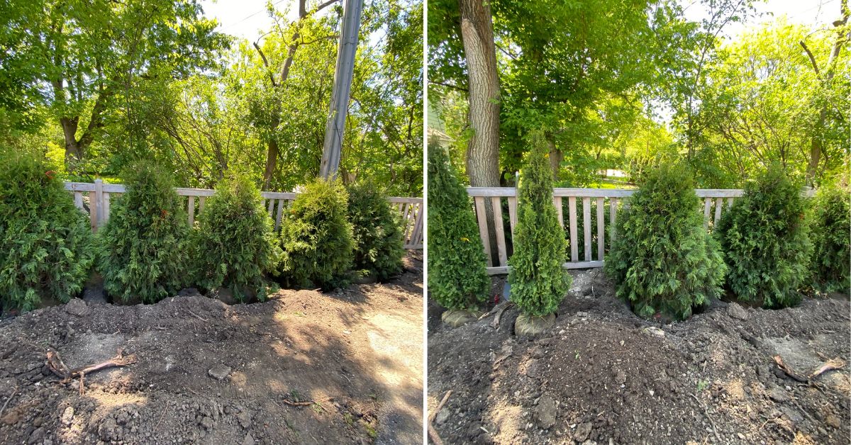Residential landscape renovation project in Northfield featuring arborvitae privacy screening, hydrangeas, ornamental grasses, fresh sod, mulch, and a natural flagstone pathway.