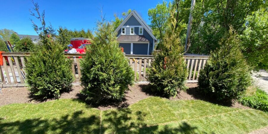 Residential landscape renovation project in Northfield featuring arborvitae privacy screening, hydrangeas, ornamental grasses, fresh sod, mulch, and a natural flagstone pathway.