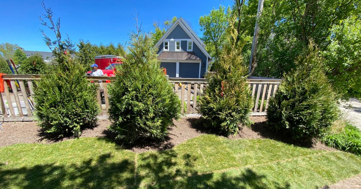 Residential landscape renovation project in Northfield featuring arborvitae privacy screening, hydrangeas, ornamental grasses, fresh sod, mulch, and a natural flagstone pathway.