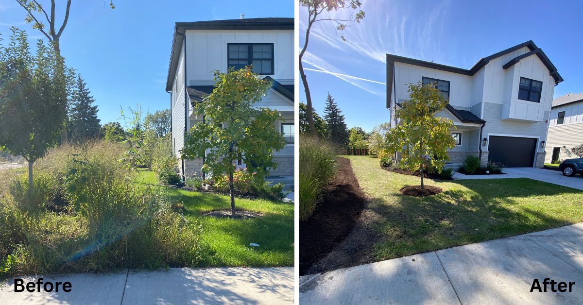 Mount Prospect, IL, landscaping project featuring underground drainage, arborvitae privacy plantings, tree relocation, and concrete sidewalk replacement.