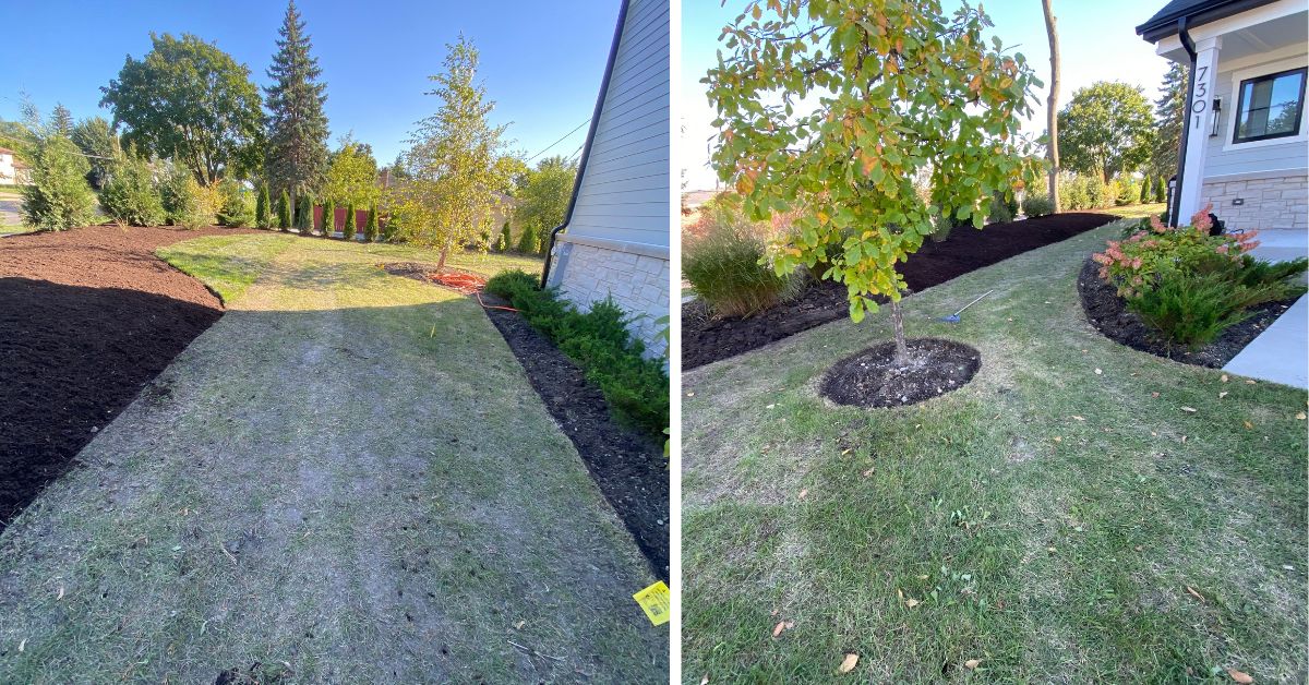 Mount Prospect, IL, landscaping project featuring underground drainage, arborvitae privacy plantings, tree relocation, and concrete sidewalk replacement.