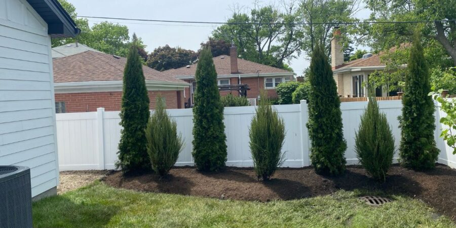 Backyard privacy landscaping project in Chicago with Emerald Arborvitaes and Green Giant evergreens installed along the property line