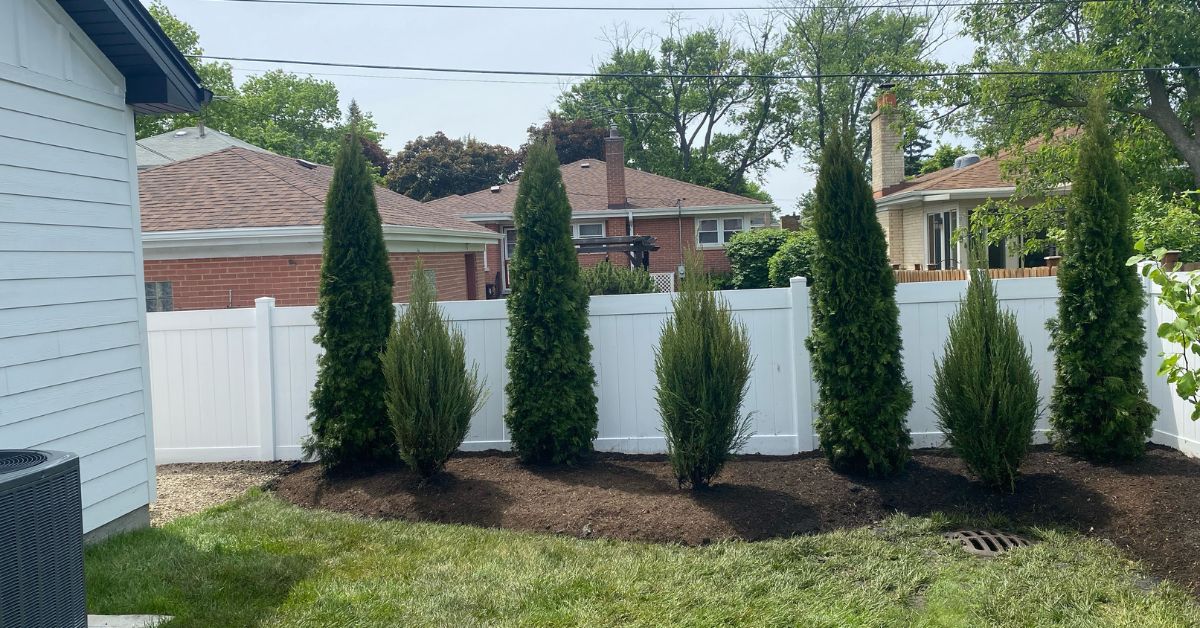 Backyard privacy landscaping project in Chicago with Emerald Arborvitaes and Green Giant evergreens installed along the property line