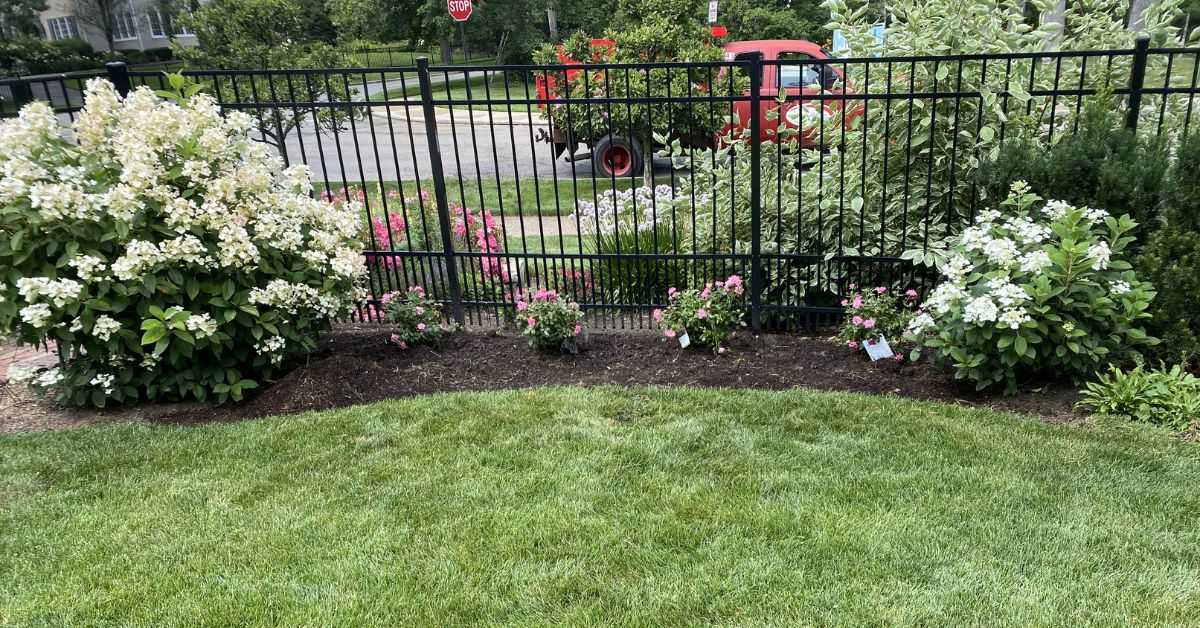 Landscape renovation in Deer Park, IL with Hydrangeas, Roses, Catmint, Coneflowers, tree care, and planting bed improvements.