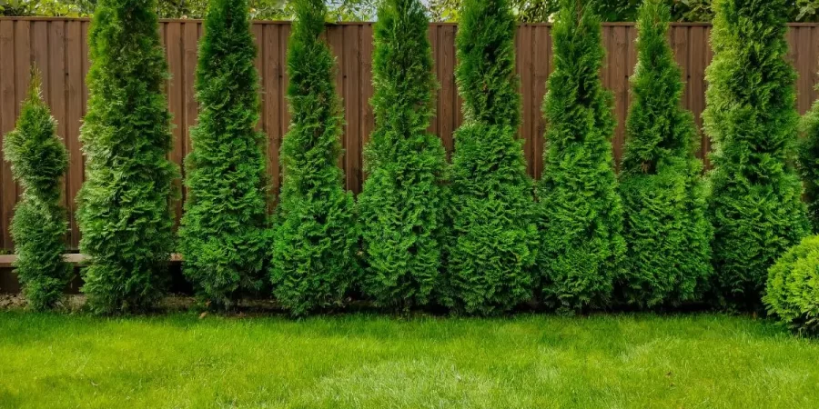 Arborvitae installation along wood privacy fence in Kenilworth IL backyard.