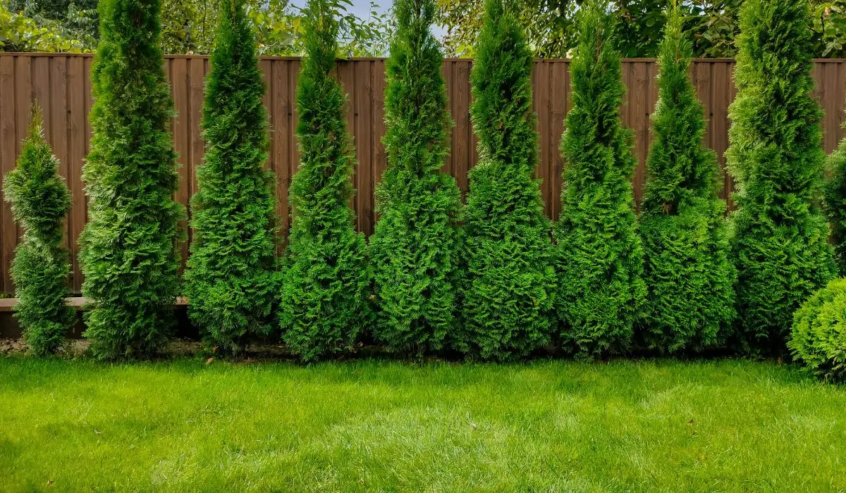 Arborvitae installation along wood privacy fence in Kenilworth IL backyard.
