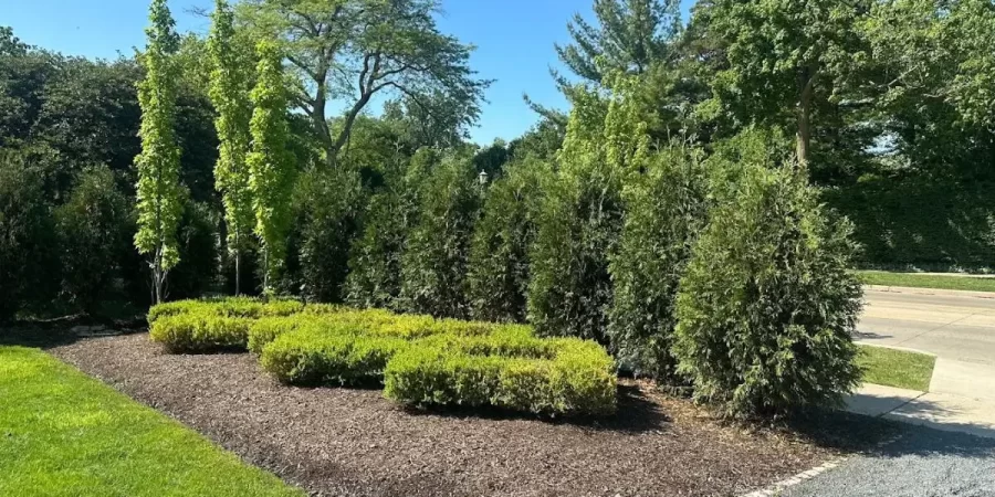 Row of the Best Arborvitae Varieties forming a dense, evergreen privacy hedge in a North Shore residential yard.