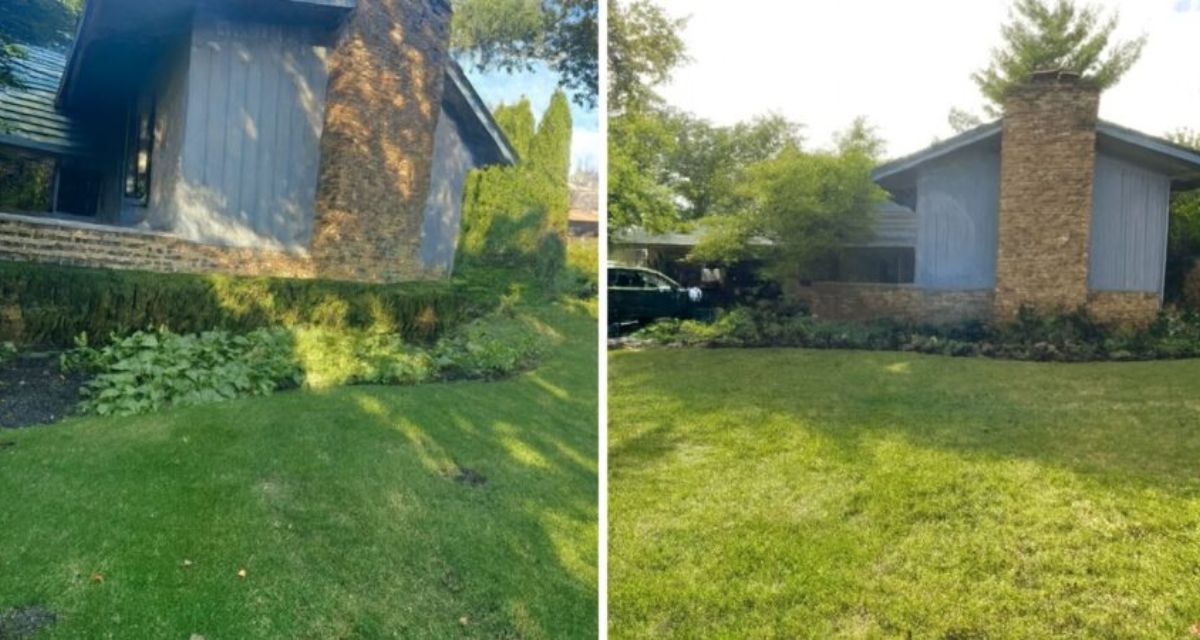 Glenview landscape project with Japanese Maple, boxwoods, hydrangeas and perennials installed from a hand-drawn design plan
